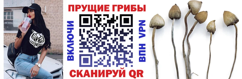Псилоцибиновые грибы Cubensis  купить наркотики сайты  Зеленоградск 